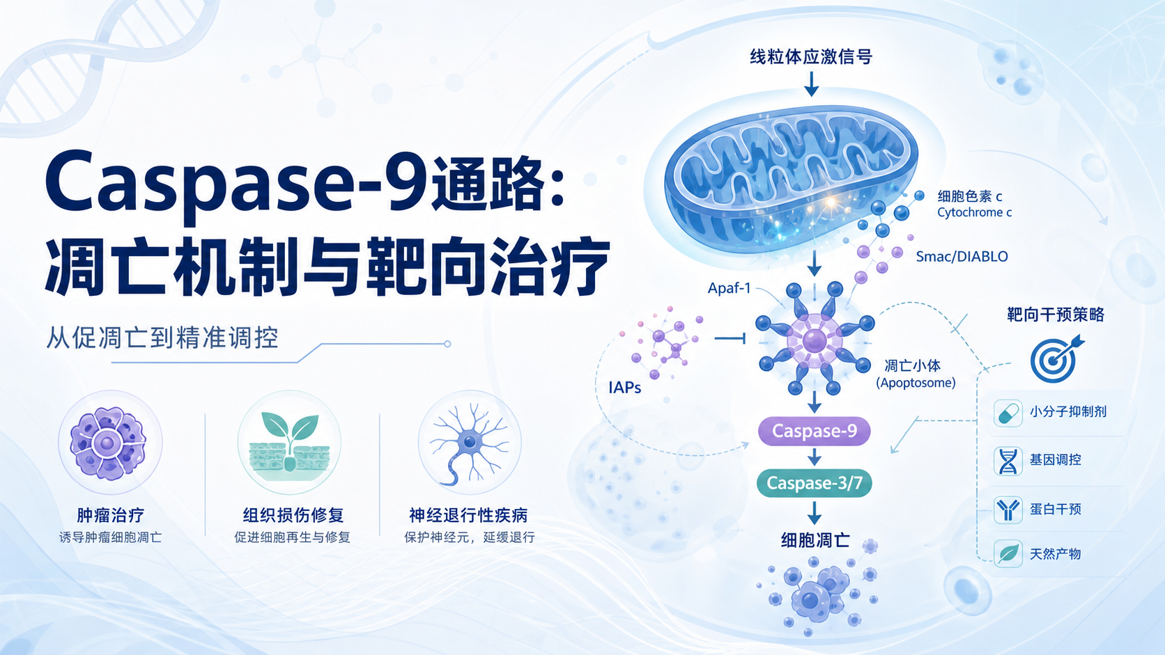 靶向Caspase-9通路的疾病治疗新策略