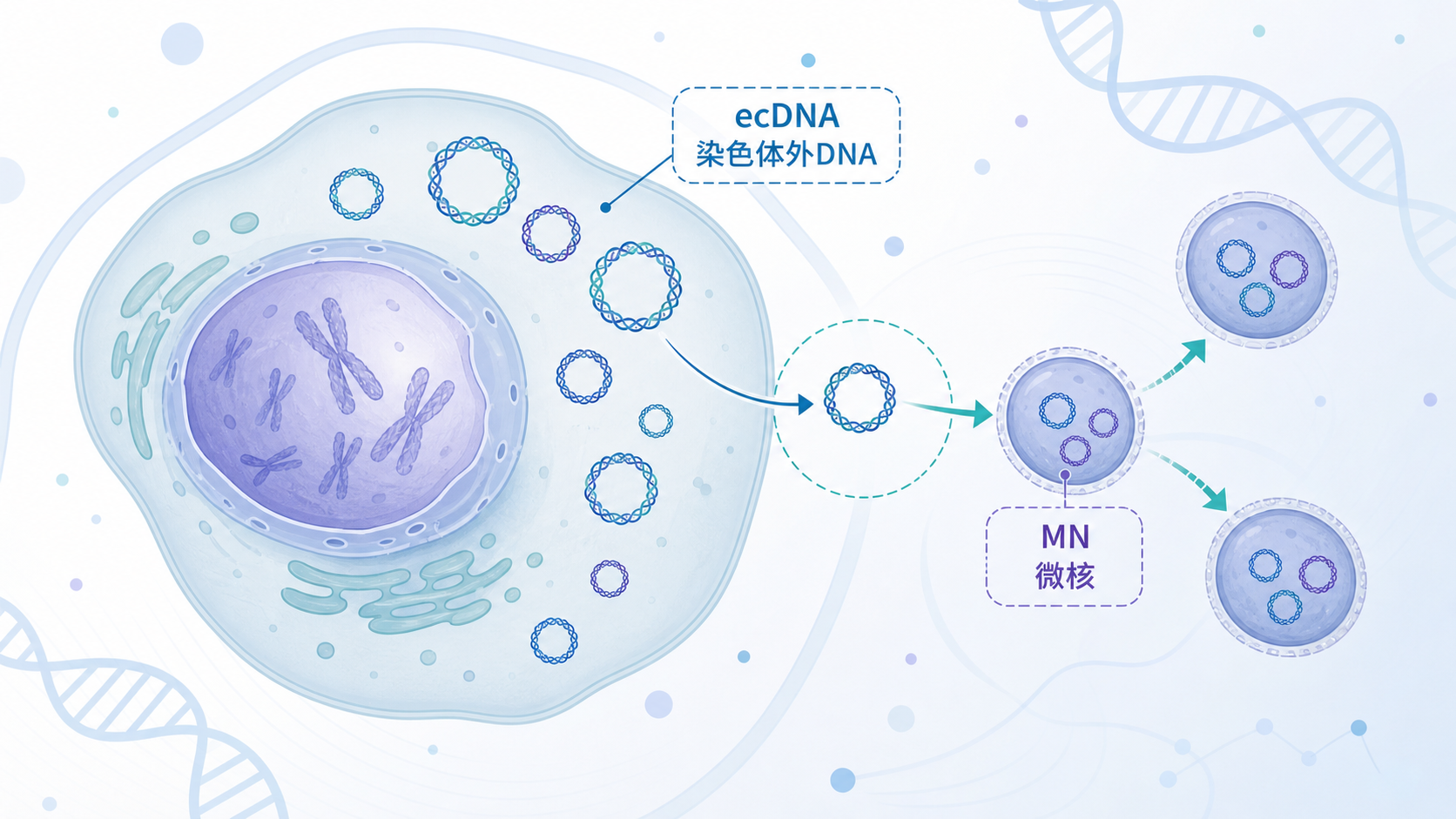 《自然·遗传学》发表的一项研究揭示了染色体外DNA(ecDNA)与微核(MN)之间的全新关联:ecDNA是DNA损伤后微核形成的主要来源,而继承含ecDNA微核的肿瘤细胞增殖能力受损、更易死亡。在MYCN扩增神经母细胞瘤患者中,诊断时较高频率的ecDNA阳性微核与总生存改善相关,凸显有丝分裂ecDNA保留或可成为潜在治疗弱点。