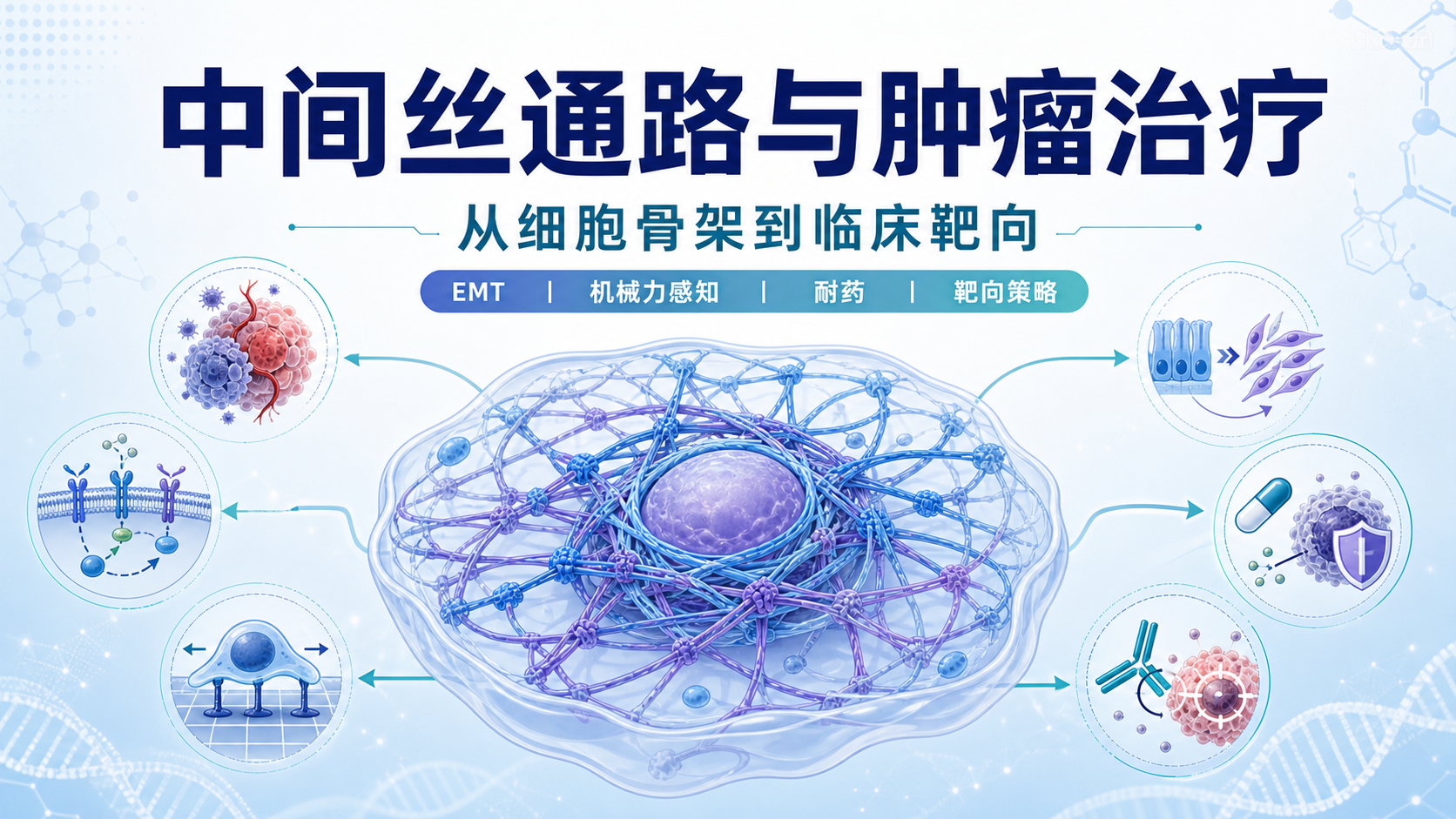 靶向中间丝:从细胞骨架到肿瘤治疗新策略