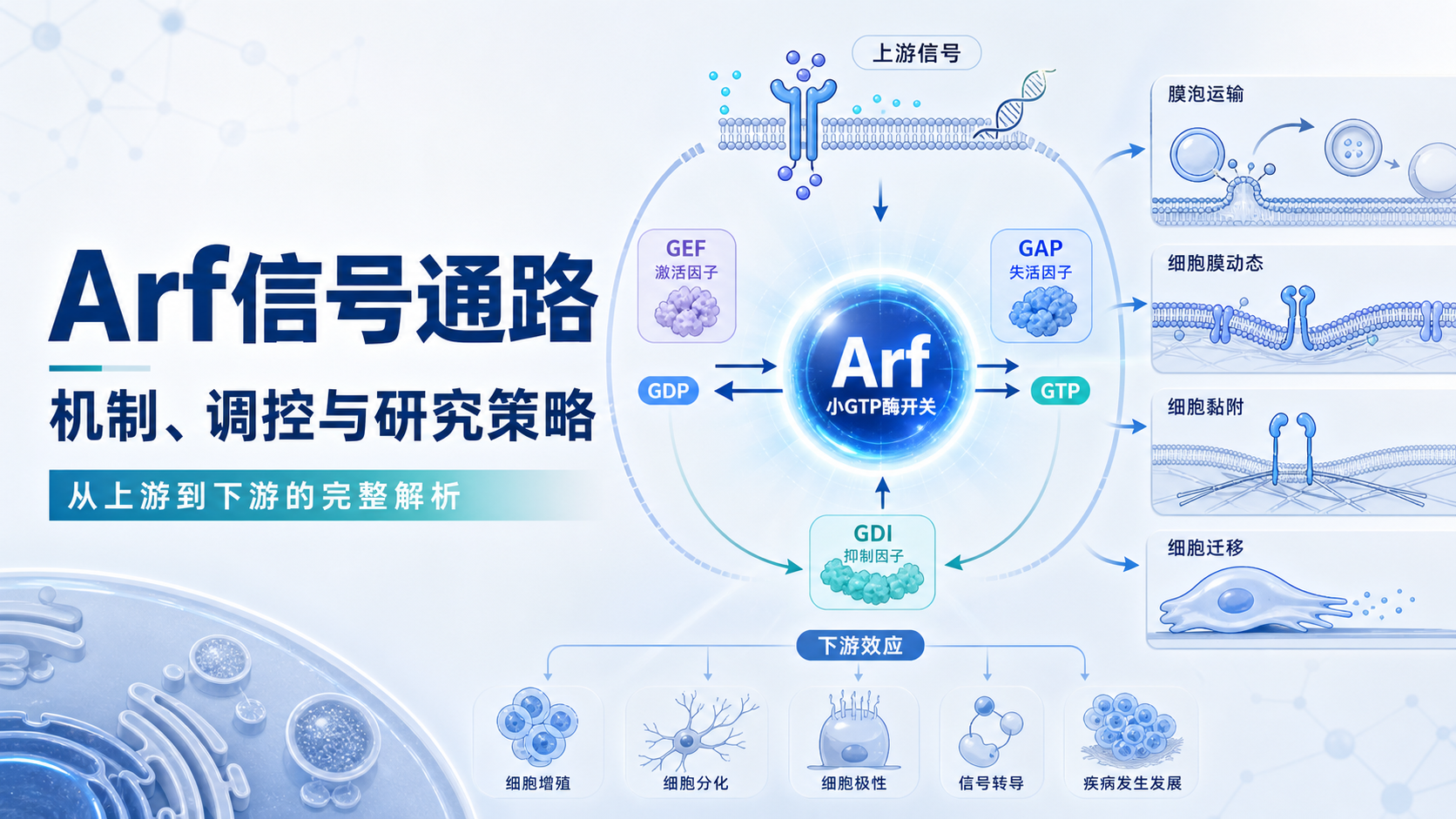 Arf信号通路调控机制与靶向干预研究进展