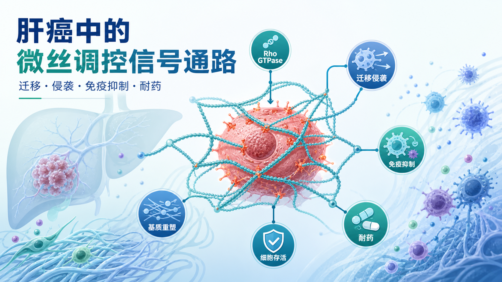 微丝调控信号通路在肝癌微环境中的双重角色