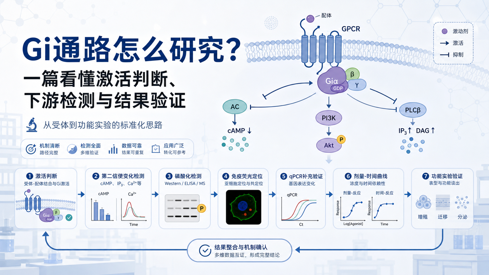 G蛋白偶联受体信号通路研究方法与转化应用