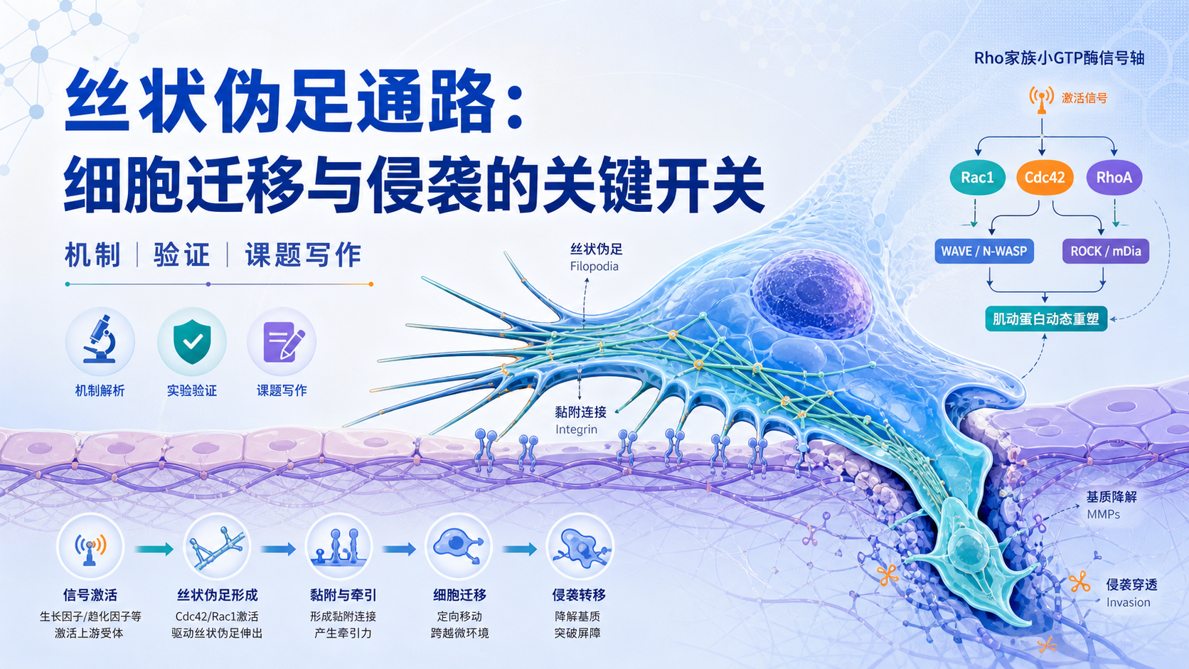 丝状伪足通路如何调控细胞迁移与侵袭?