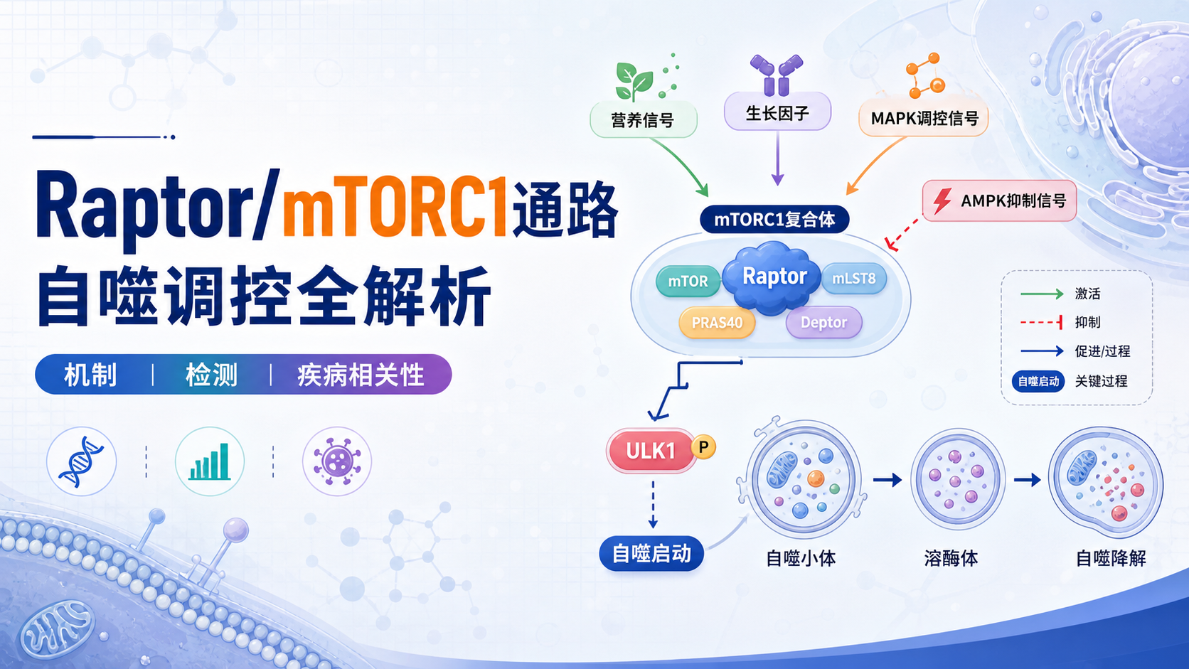 Raptor/mTORC1通路调控机制及研究前沿