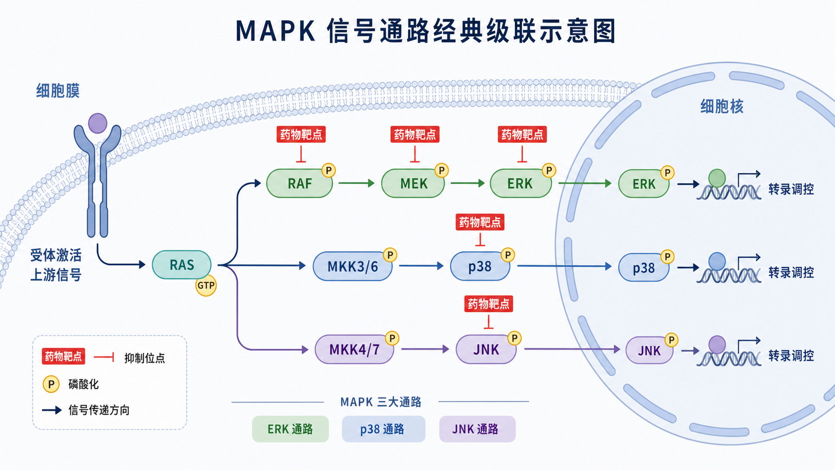 MAPK信号通路从细胞膜到细胞核的经典级联示意图，标出ERK、p38、JNK三大分支及常见药物靶点