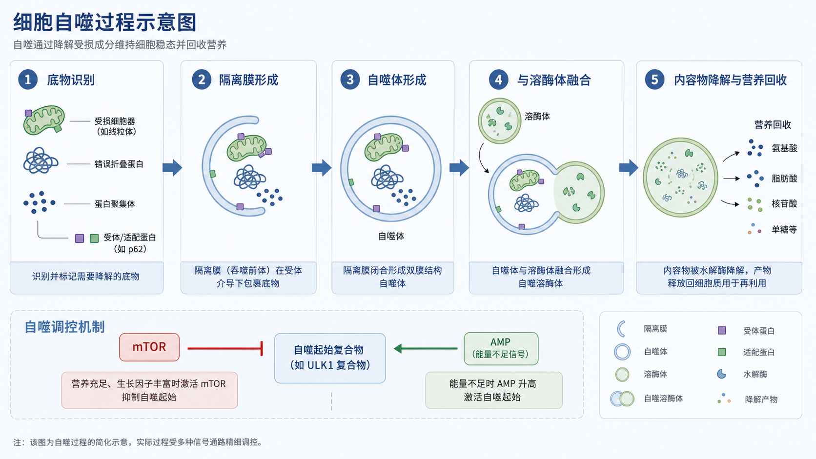 细胞自噬完整流程示意图,展示自噬体形成、底物识别、与溶酶体融合及降解回收,并标注mTOR、AMPK、ULK1、Beclin-1、Vps34等关键分子