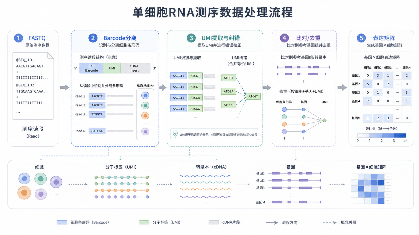 一张单细胞RNA测序数据处理流程图,从FASTQ到表达矩阵,突出barcode分离、UMI提取、质控、HISAT2比对几个关键节点。