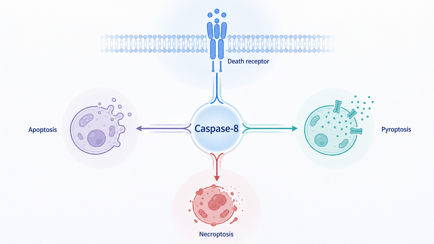 显示Caspase-8位于死亡受体、凋亡、焦亡和坏死性凋亡交汇处的机制示意图，突出其通路枢纽作用