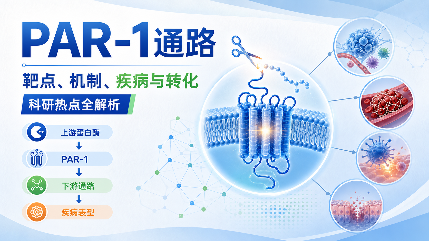 PAR-1信号通路:药物研发的潜在突破口