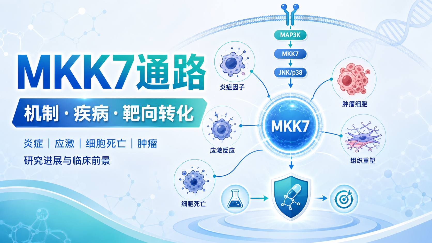 靶向MAPK激酶7信号通路：研究进展与转化前景