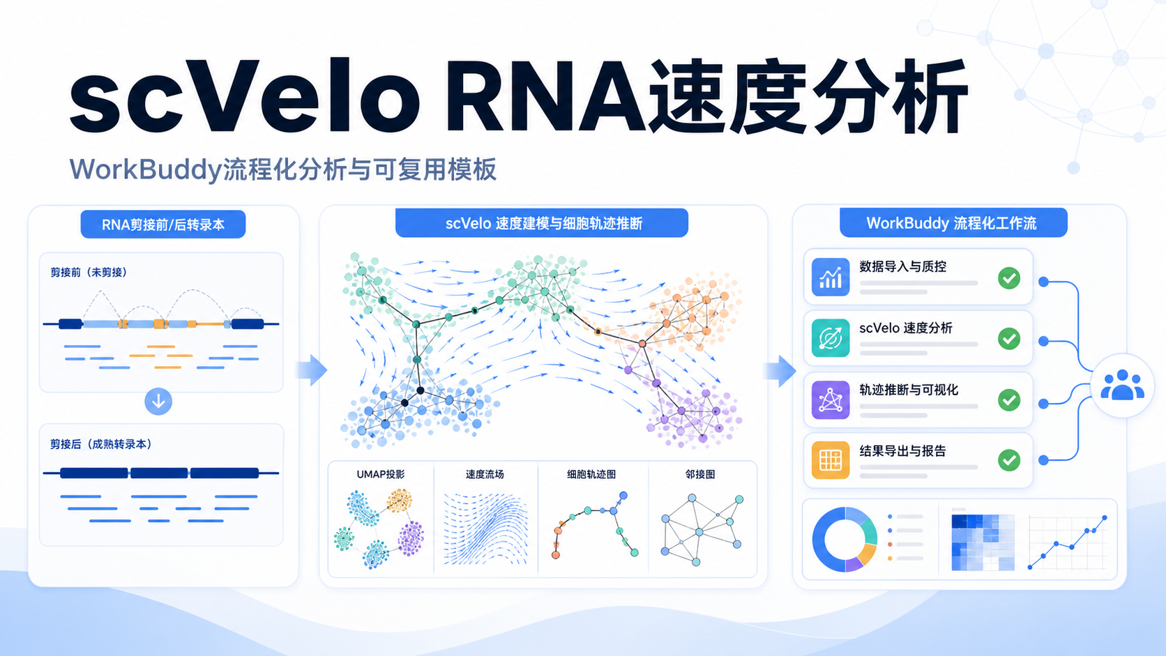 WorkBuddy助力scVelo：RNA速率分析全流程