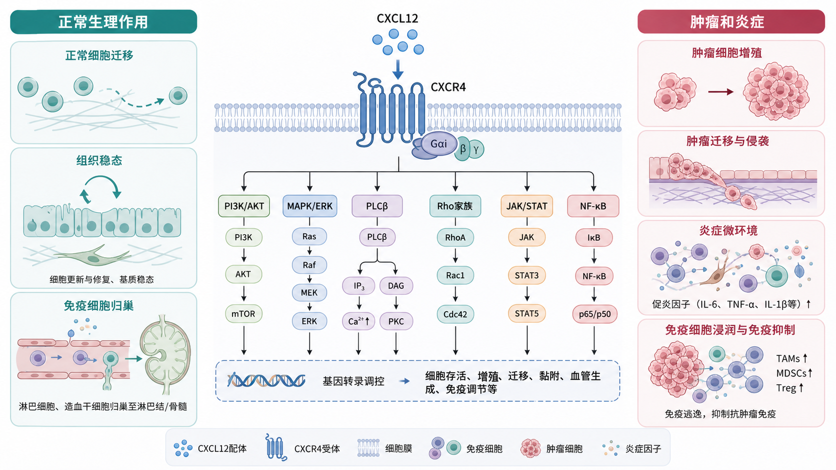 CXCL12与CXCR4结合后触发下游信号网络的示意图,左侧显示正常生理作用,右侧显示肿瘤和炎症中的病理效应,形成“双刃剑”视觉对比。