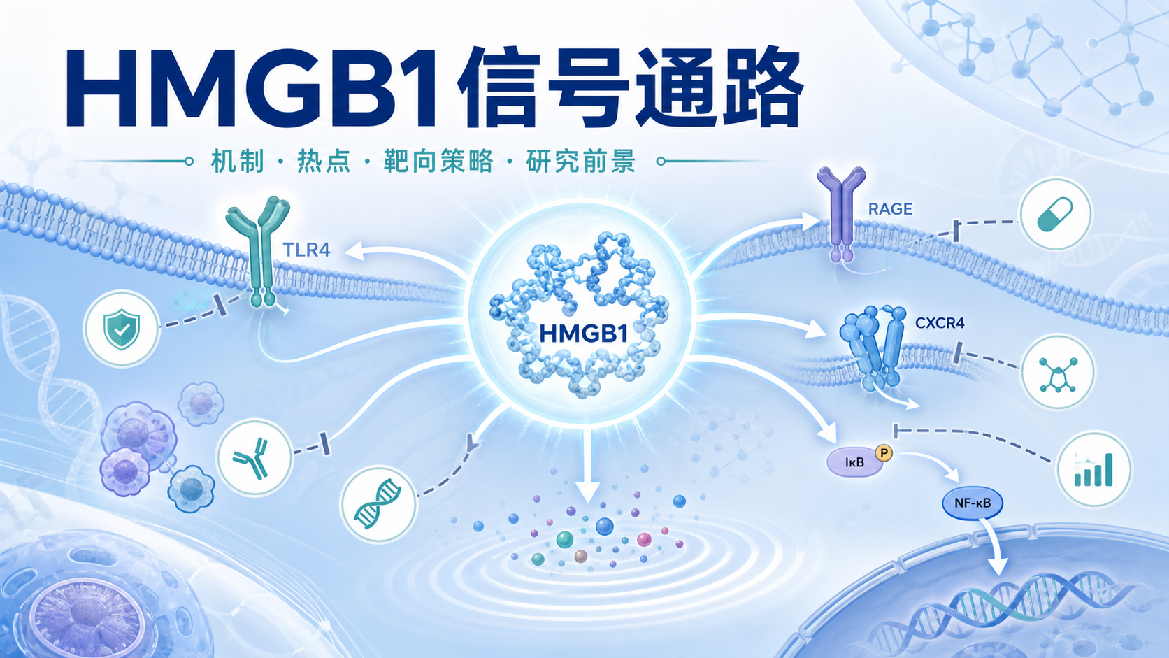靶向HMGB1信号通路:生物医学研究新突破
