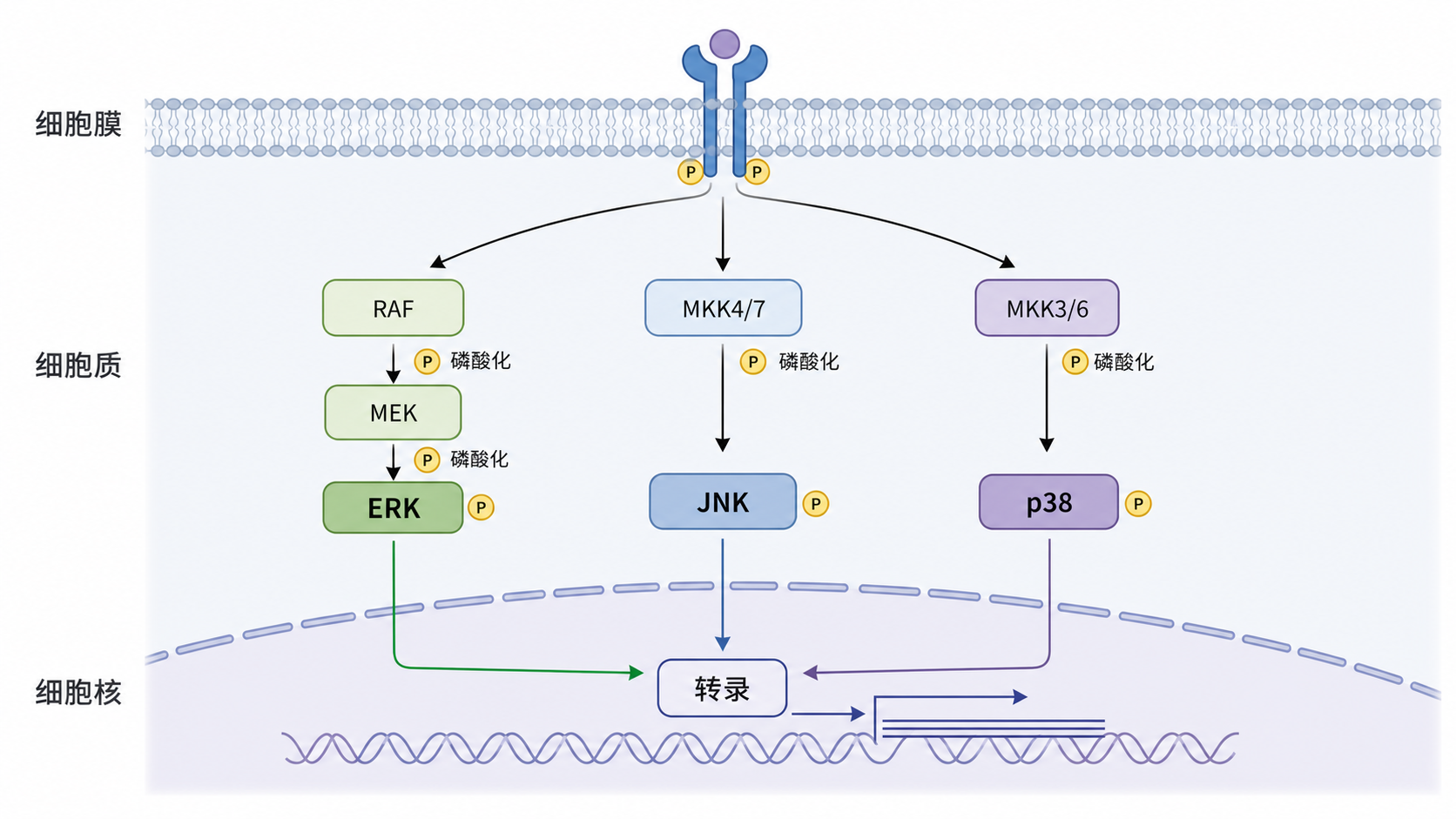 MAPK信号通路从细胞膜到细胞核的三级激酶级联示意图，突出ERK、JNK、p38三大分支
