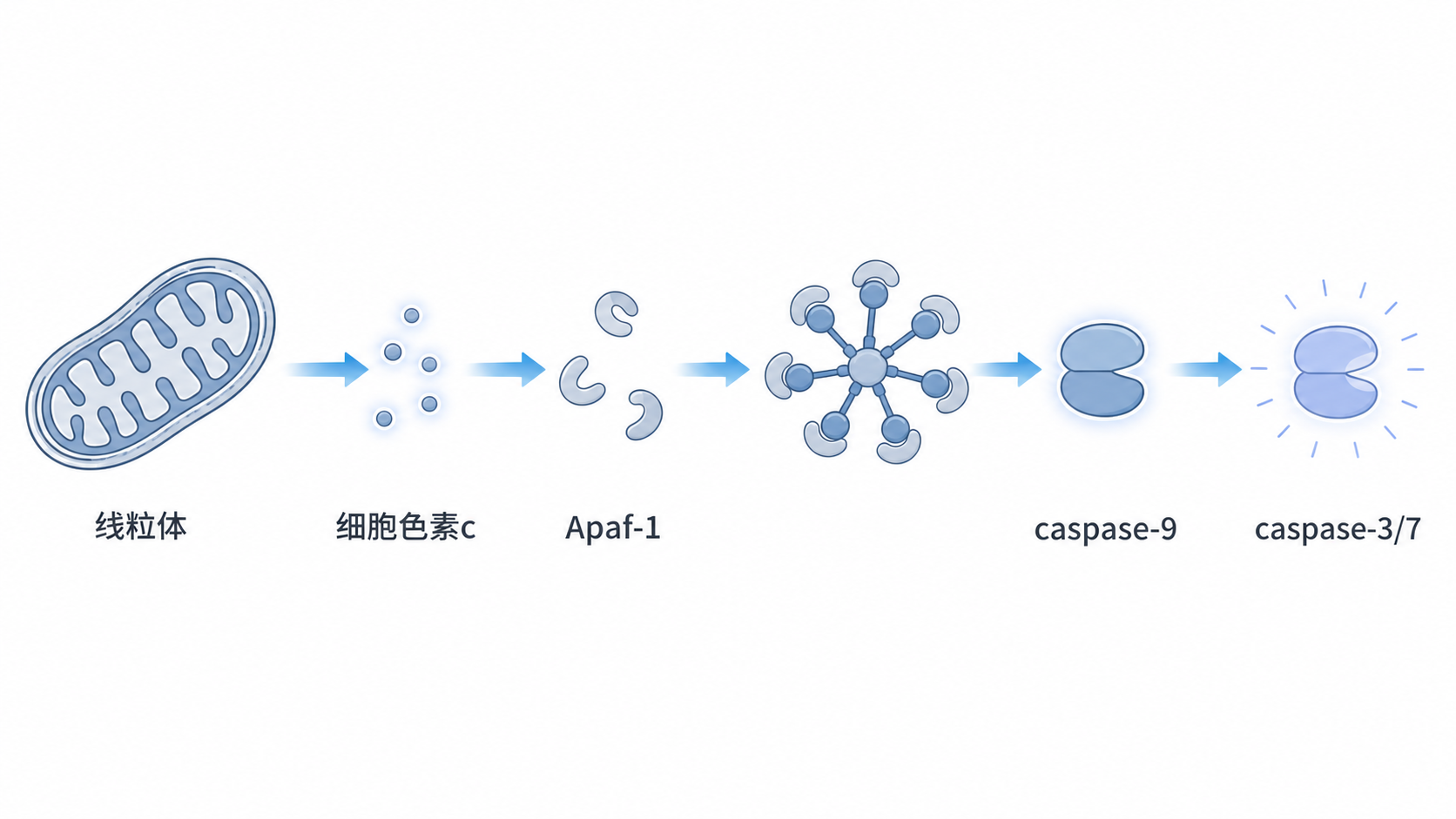 线粒体释放细胞色素c后激活Apaf-1与caspase-9，进而启动caspase-3/7的通路示意图，适合医学科研风格插图