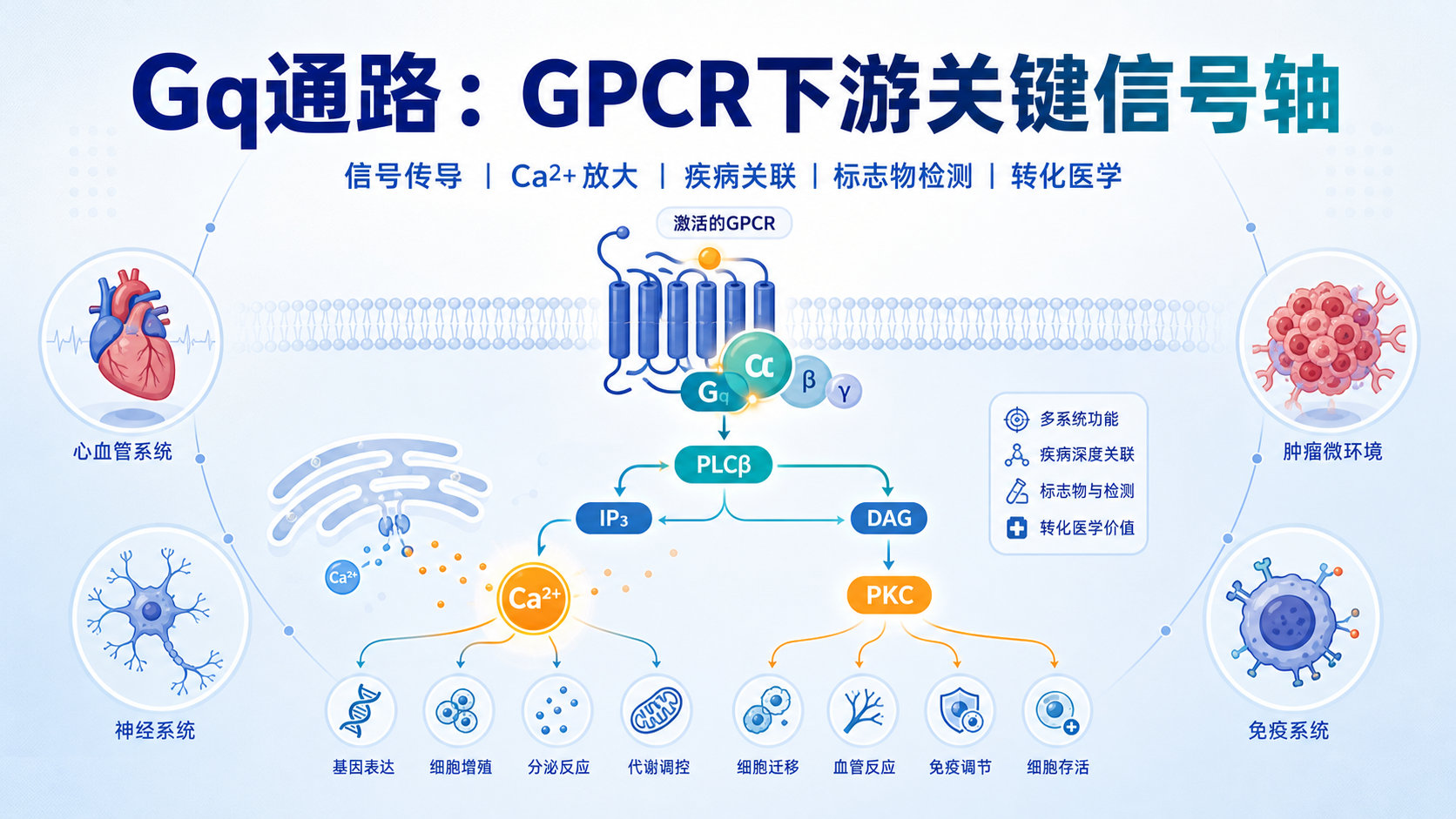 Gq蛋白信号通路:GPCR下游关键节点的转化医学机遇