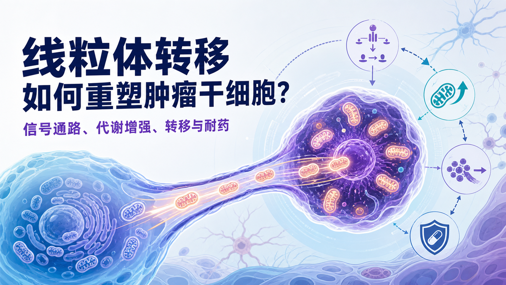 肿瘤干细胞信号通路新解:线粒体转移