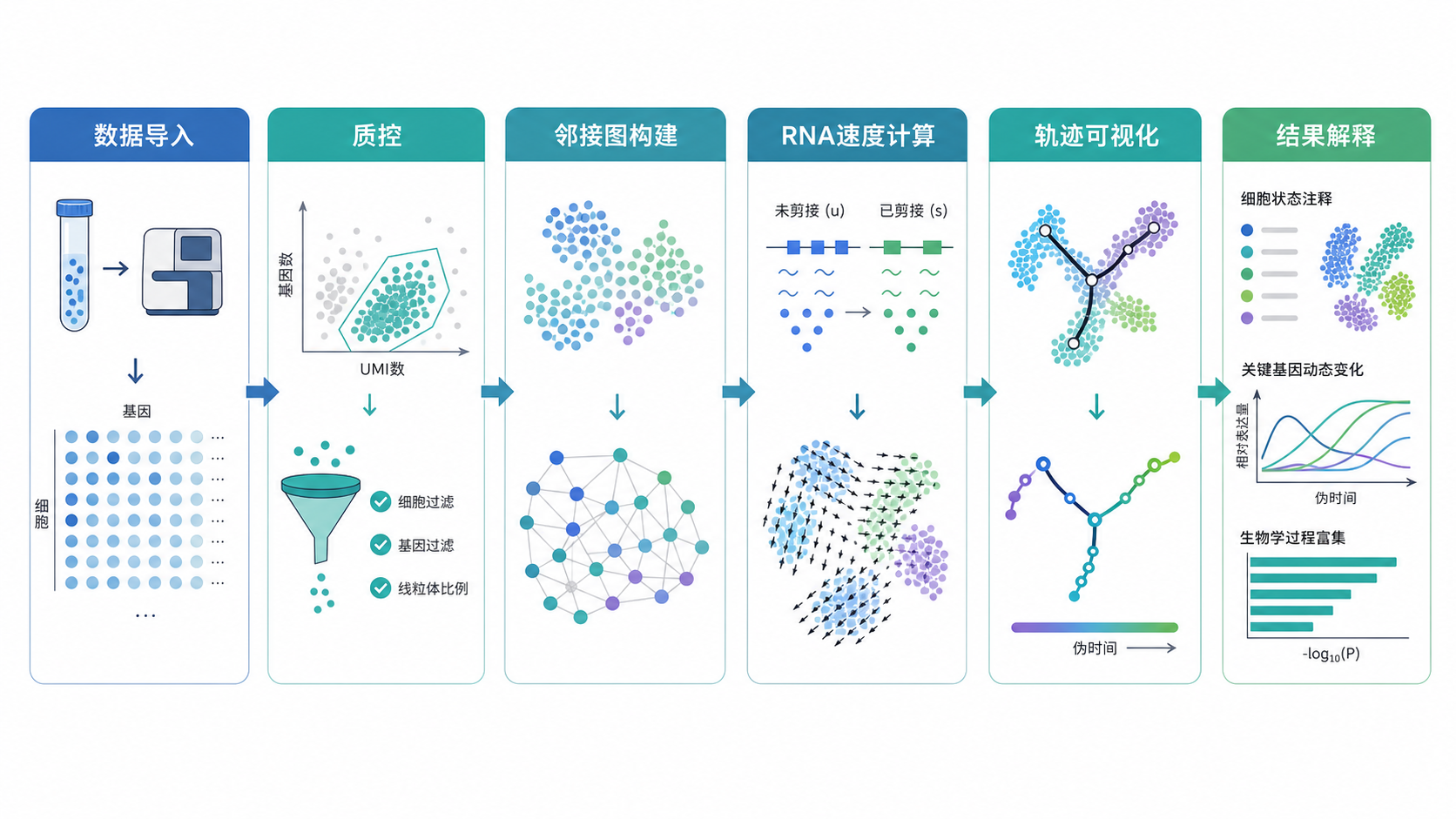 单细胞转录组分析流程示意图,包含数据导入、质控、邻接图构建、RNA速度计算、轨迹可视化与结果解释