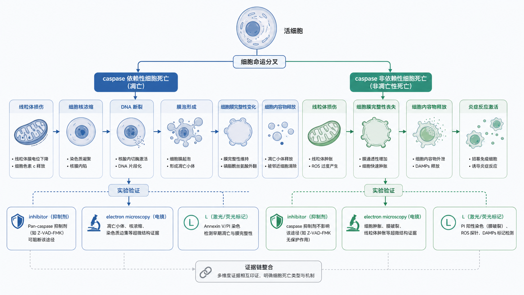 细胞死亡机制示意图,突出caspase依赖与非依赖两条分支,并标出实验验证节点如抑制剂、电镜、LDH、MLKL磷酸化。
