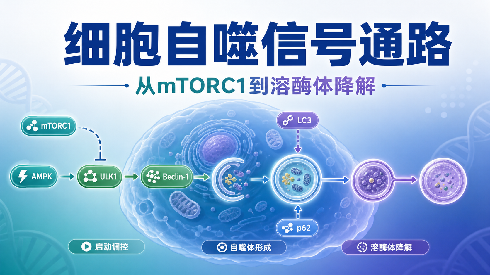 细胞自噬机制详解:关键信号通路与调控因子全览