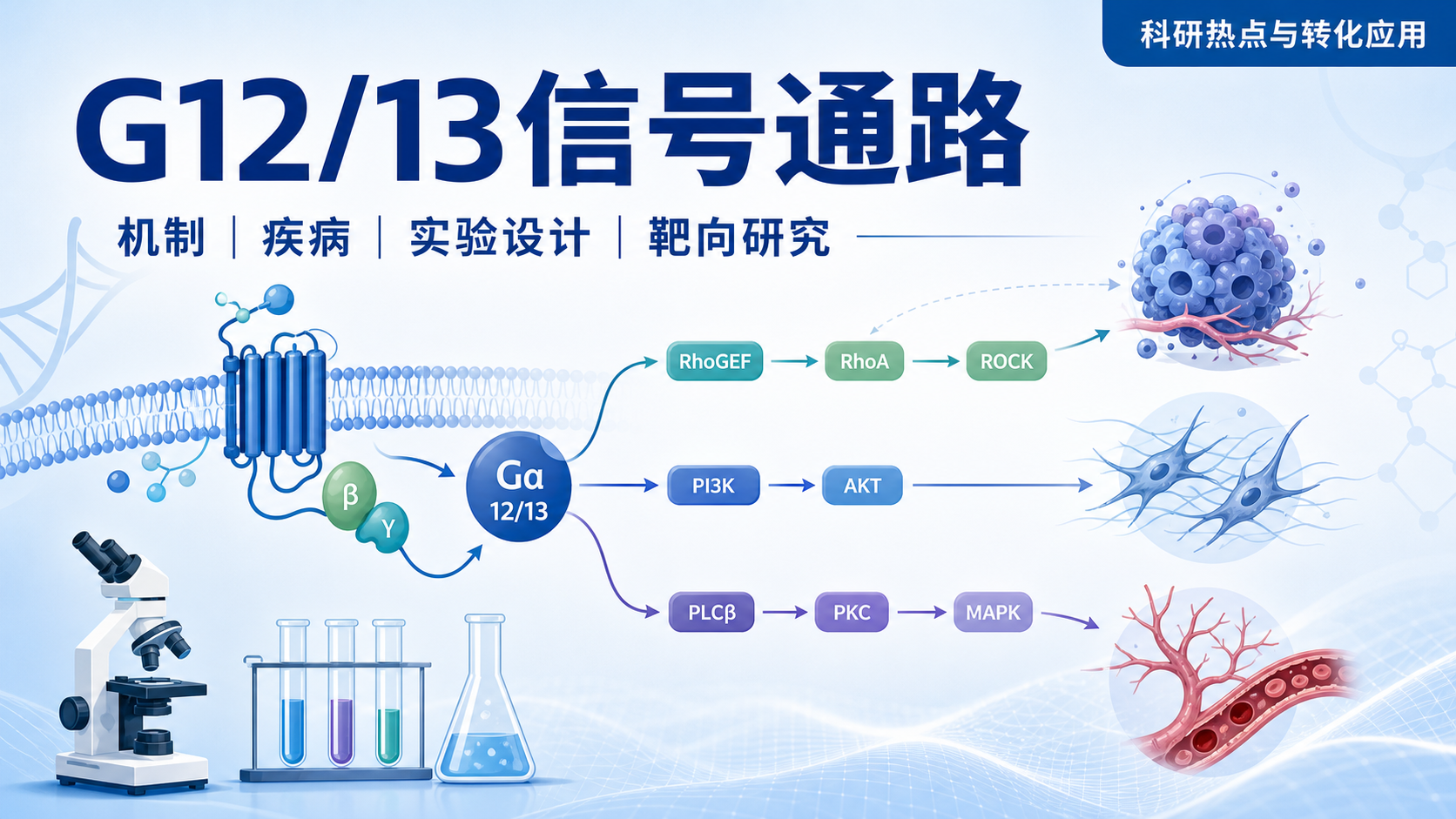 靶向G12/13信号通路:生物医学研究的新前沿