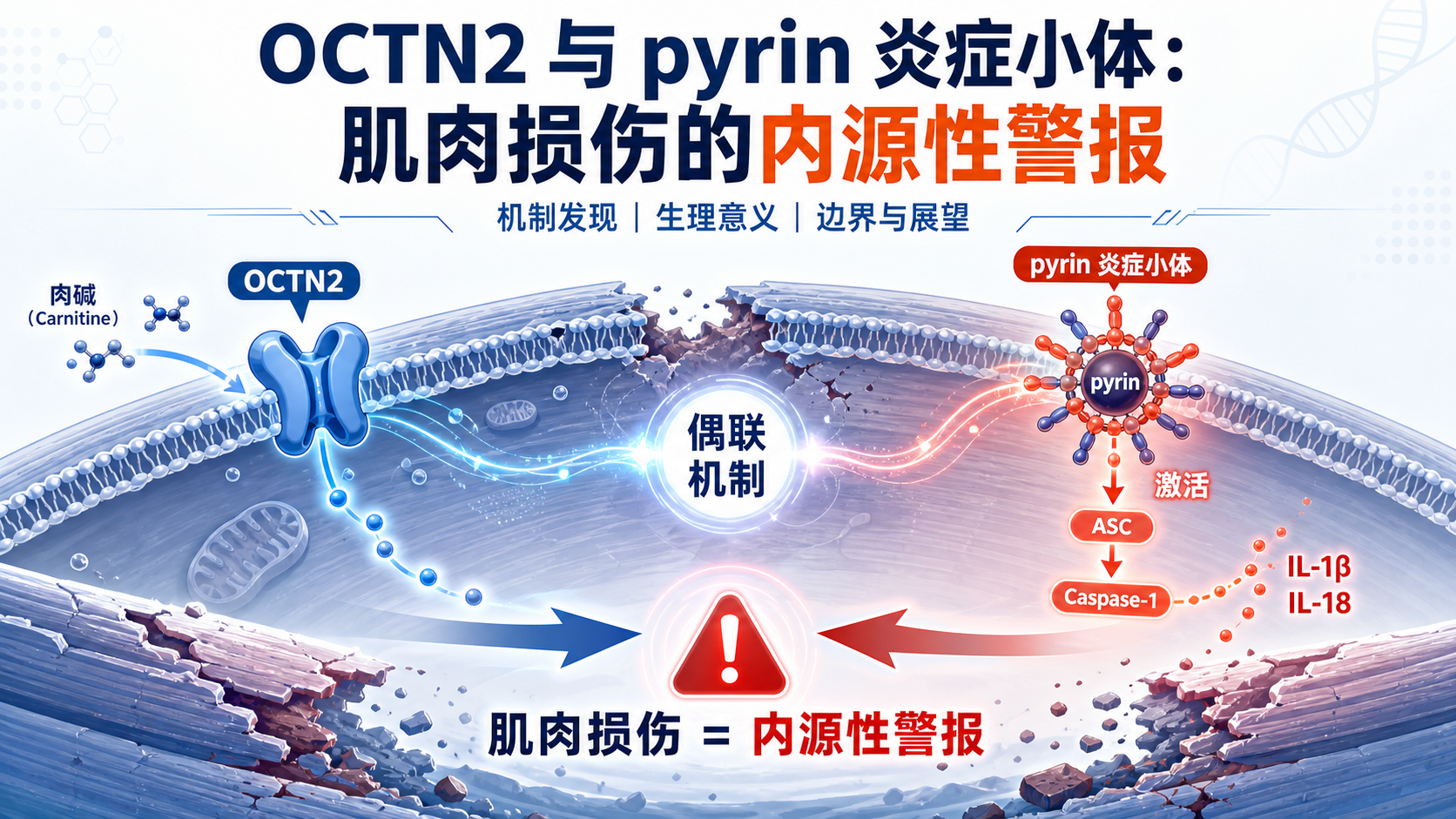《细胞》:L-肉碱经 OCTN2 激活 pyrin 炎症小体放大肌肉损伤炎症
