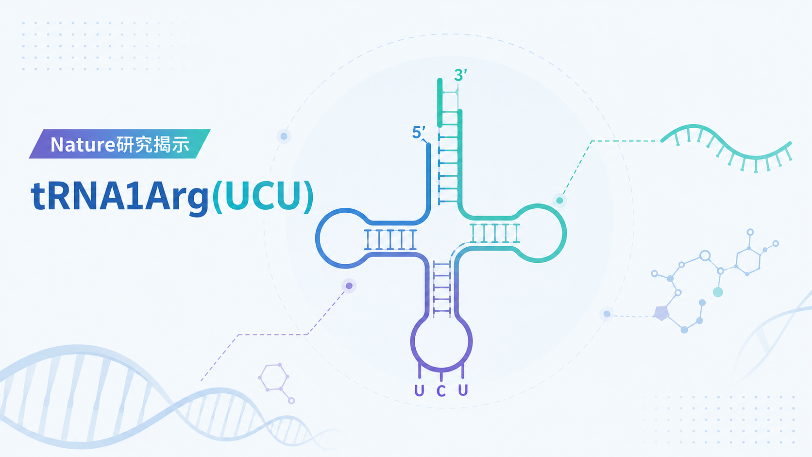 发表于《自然》的一项研究揭示,一种名为 tRNA1Arg(UCU) 的特定转运 RNA(tRNA)能主动决定前列腺癌细胞的"身份",控制肿瘤对雄激素受体(AR)靶向治疗产生敏感还是耐药。研究显示,在耐药肿瘤中补充这种 tRNA 竟能让癌细胞重新回到对 AR 靶向治疗敏感的状态,为理解并干预前列腺癌去势耐药开辟了一个此前几乎无人关注的癌症生物学新领域。
